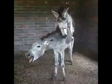 mujer folla con caballo|Mujer follando con un burro